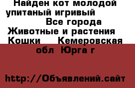 Найден кот,молодой упитаный игривый 12.03.2017 - Все города Животные и растения » Кошки   . Кемеровская обл.,Юрга г.